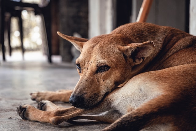 can ticks cause vomiting in dogs